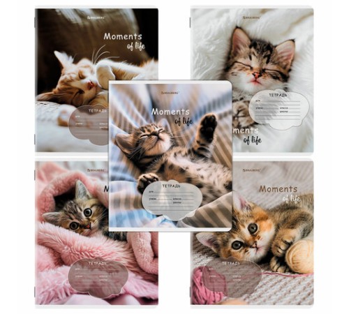 Тетрадь 18 л. BRAUBERG клетка, обложка картон, КОТЯТА, 107292