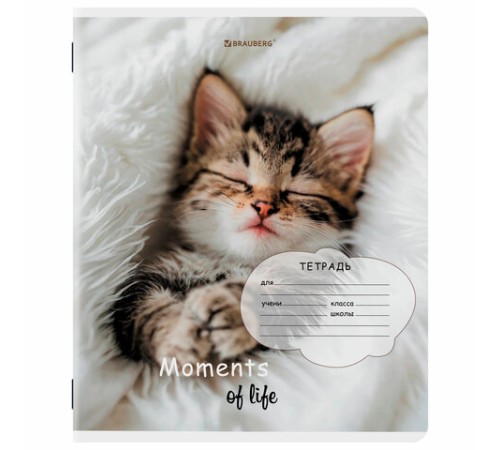 Тетрадь 18 л. BRAUBERG клетка, обложка картон, КОТЯТА, 107292