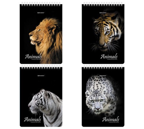 Блокнот А5 (146х206 мм), 80 л., гребень, картон, жесткая подложка, клетка, BRAUBERG, 