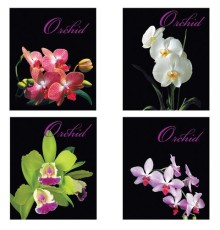 Тетрадь А5, 48 л., BRAUBERG, скоба, клетка, обложка картон, ОРХИДЕИ, 401287