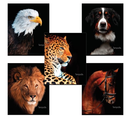 Тетрадь А5, 48 л., BRAUBERG скоба, клетка, обложка картон, ЖИВОТНЫЕ, 403034