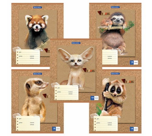 Тетрадь 18 л. BRAUBERG линия, обложка картон, 