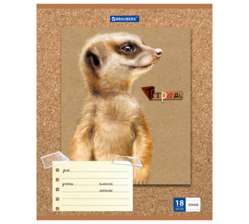 Тетрадь 18 л. BRAUBERG линия, обложка картон, 