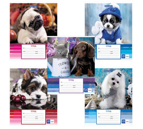 Тетрадь 24 л. BRAUBERG линия, обложка картон, 