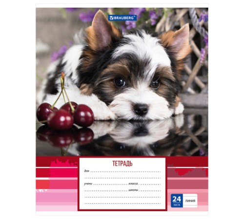 Тетрадь 24 л. BRAUBERG линия, обложка картон, 