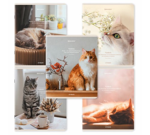 Тетрадь А5, 48 л., BRAUBERG, скоба, клетка, матовая ламинация, 