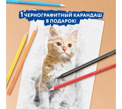 Карандаши цветные BRAUBERG PREMIUM 12 цветов + 1 чернографитный карандаш, трехгранные, грифель 3 мм, 181936