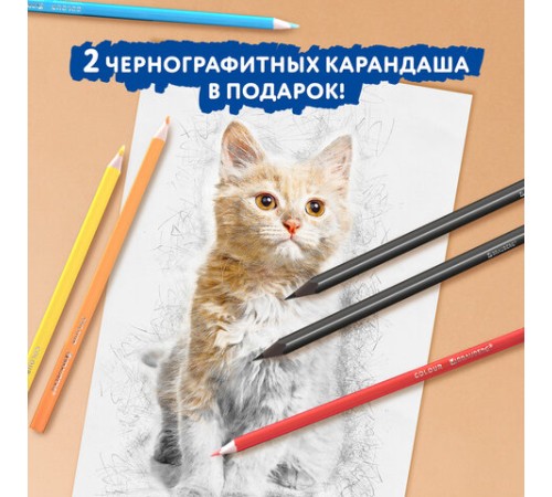 Карандаши цветные BRAUBERG PREMIUM 24 цвета + 2 чернографитных карандаша, трехгранные, грифель 3 мм, 181937 Карандаши цветные BRAUBERG PREMIUM 24 цвета + 2 чернографитных карандаша, трехгранные, грифель 3 мм, 181937